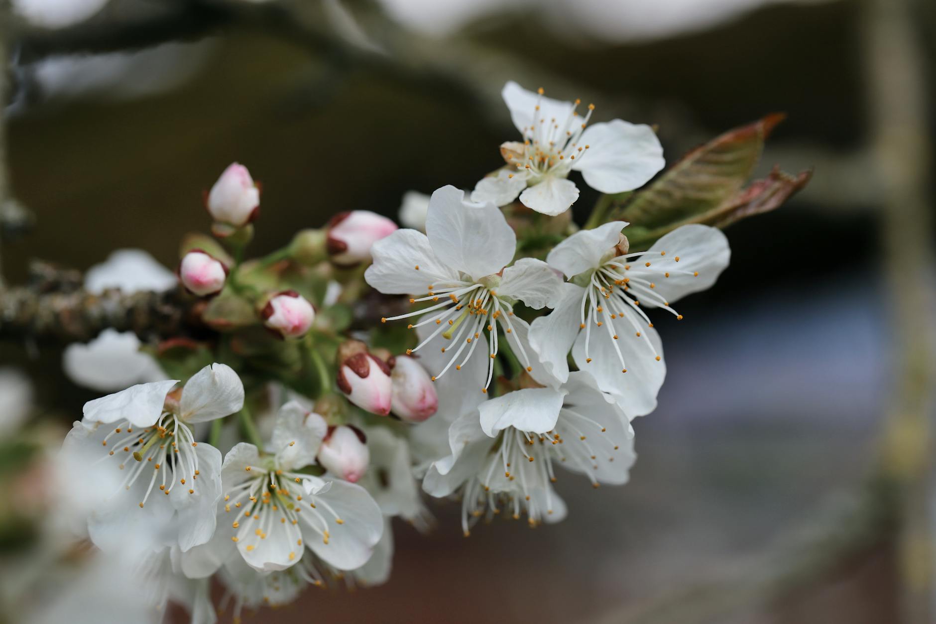 delicate cherry blossoms in full bloom